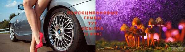 стаф Алзамай